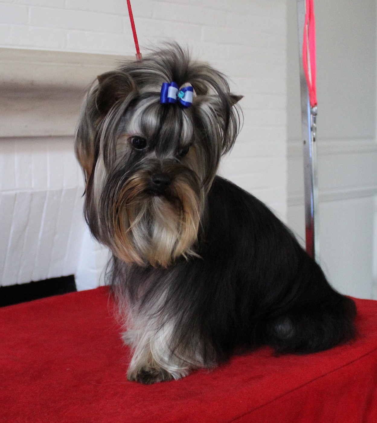 Magnifique Yorkshire Male 10 mois