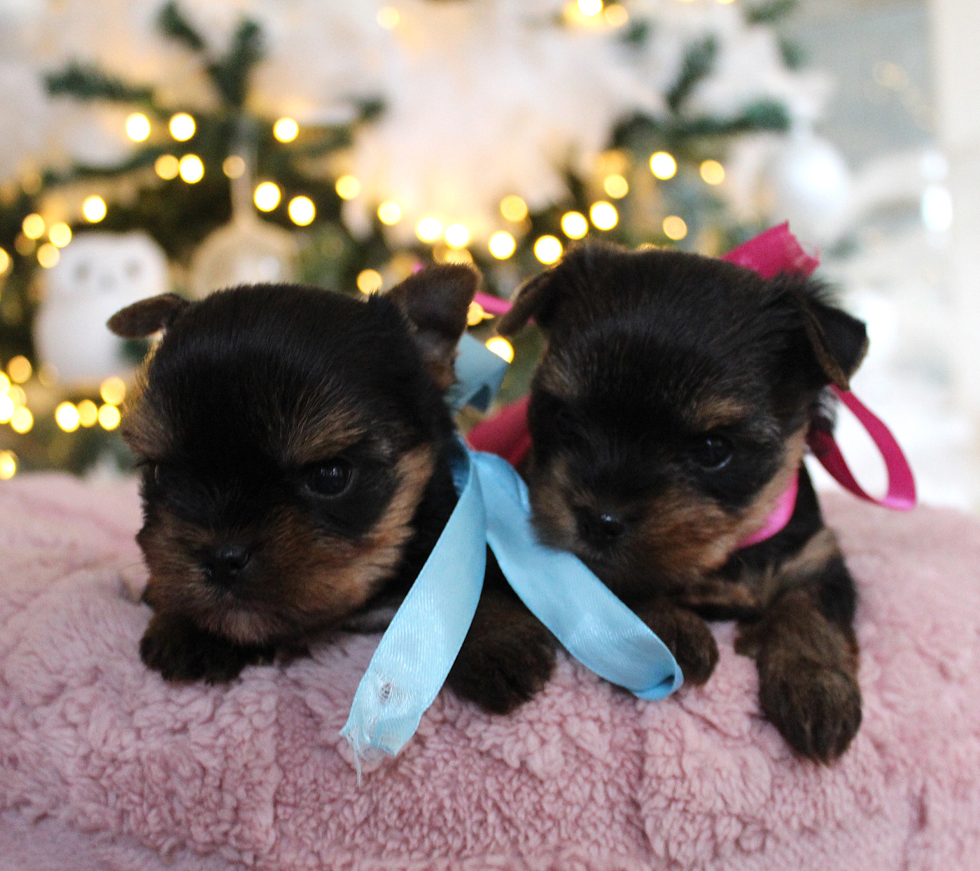 Bébés Rosie & Lovelas