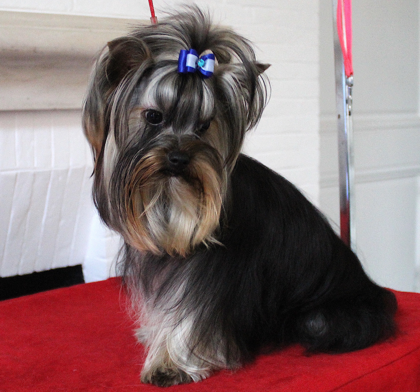 Yoko 10 mois disponible