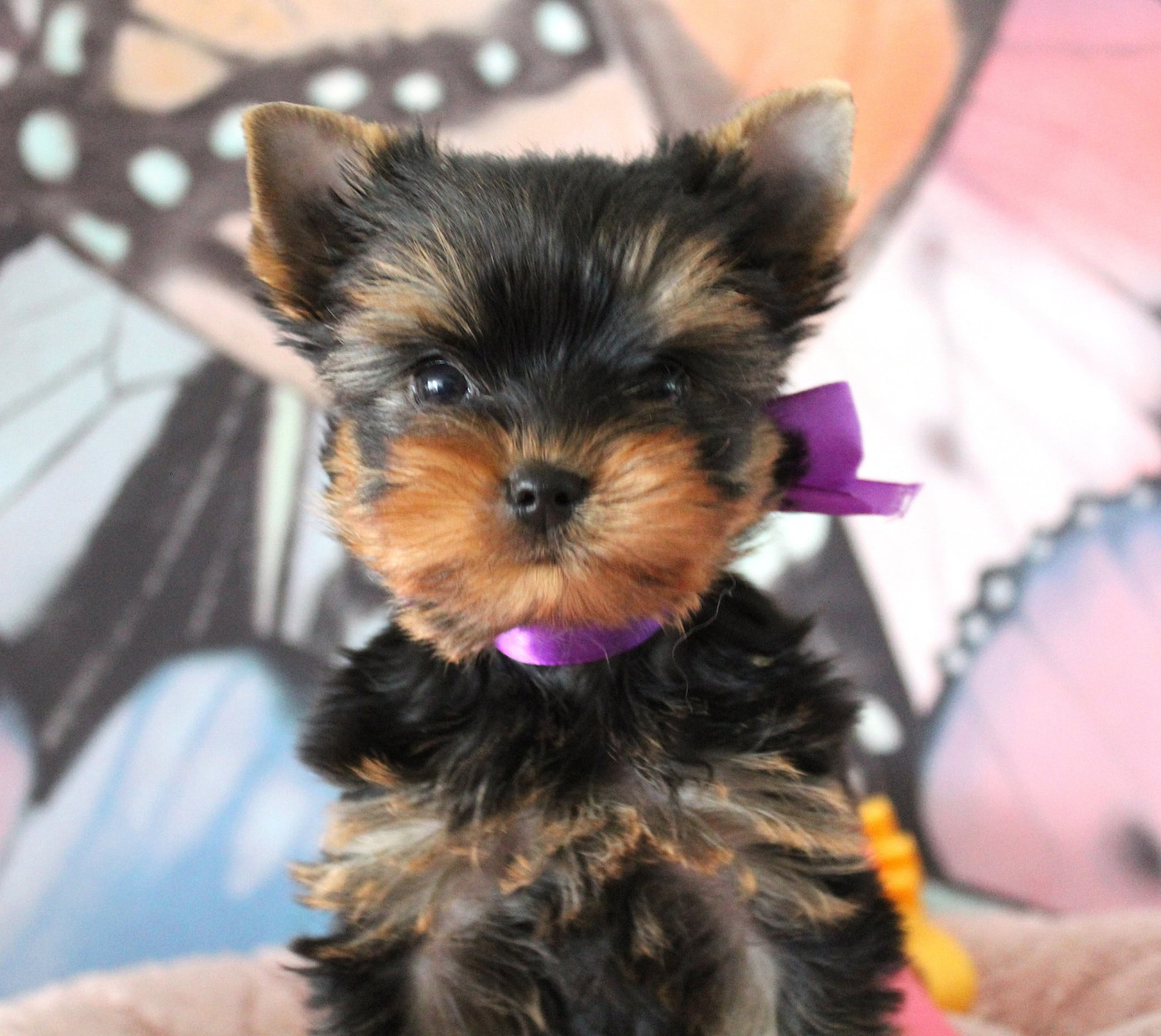 💜🌸 Mini Ziggy 🌸💜