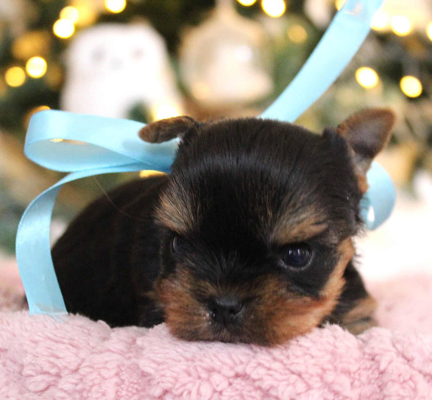 Du Berceau De Michel-Ange - Chiots disponibles - Yorkshire Terrier