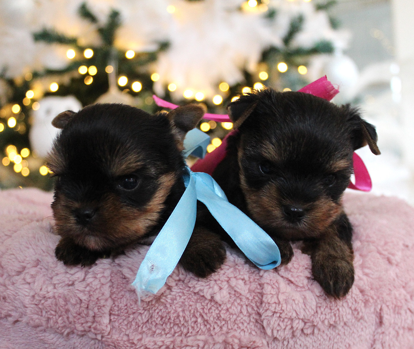 Chiot Yorkshire Terrier Du Berceau De Michel-Ange