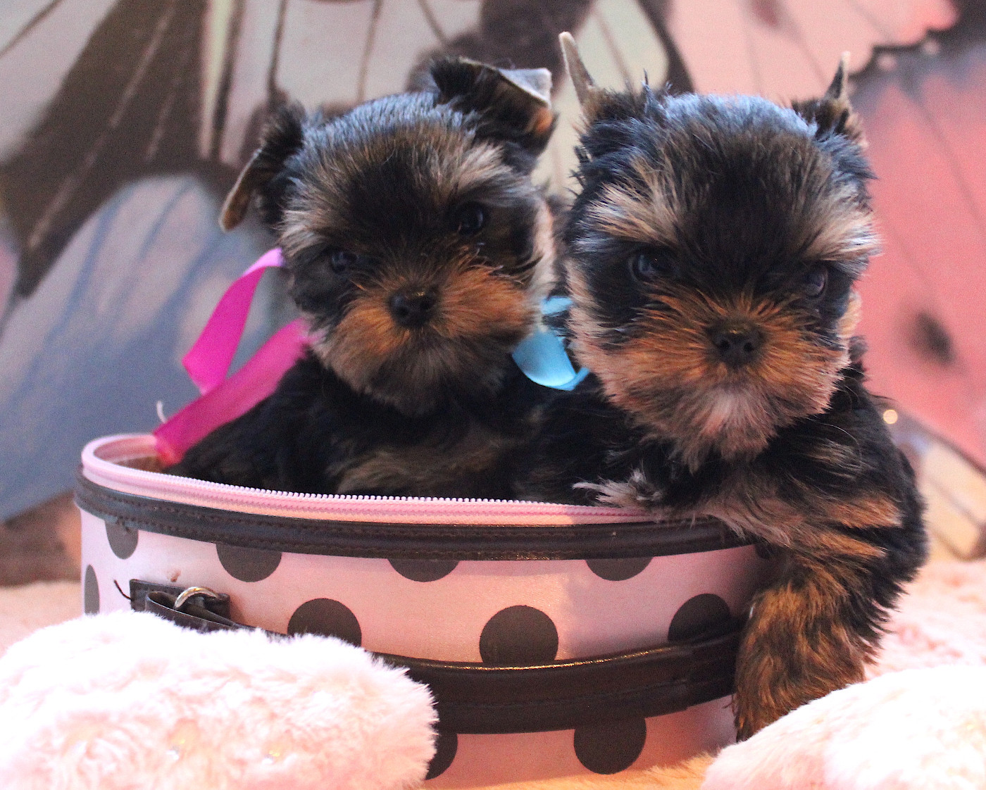 Du Berceau De Michel-Ange - Yorkshire Terrier - Portée née le 12/11/2025