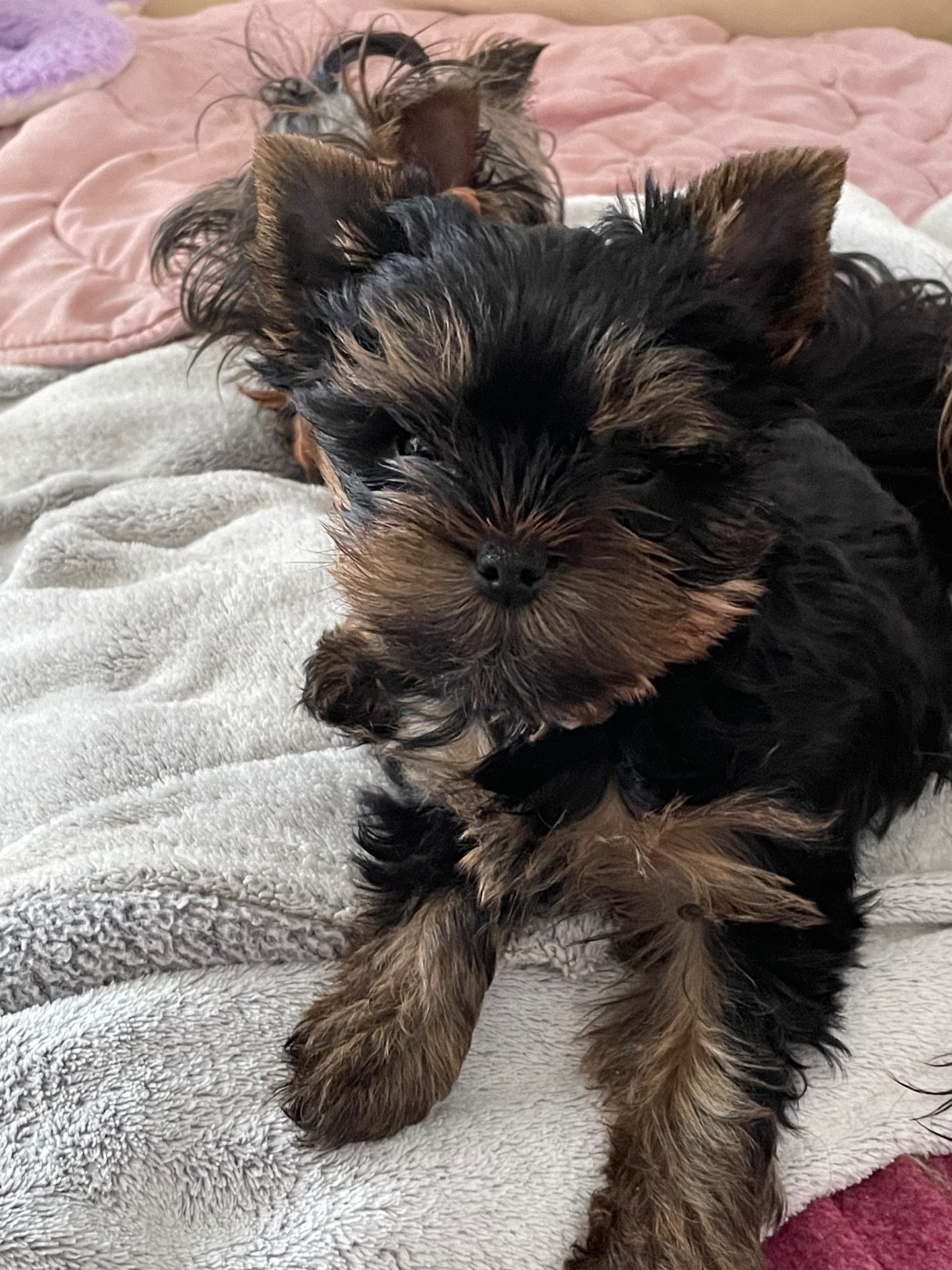 Du Berceau De Michel-Ange - Chiots disponibles - Yorkshire Terrier