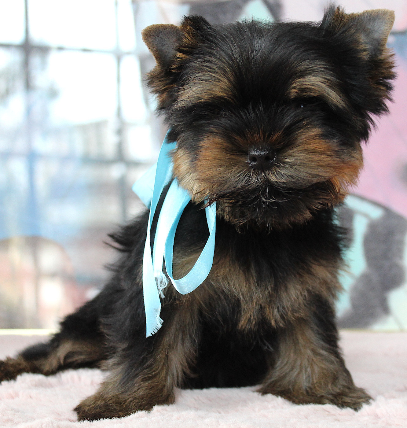 Du Berceau De Michel-Ange - Chiots disponibles - Yorkshire Terrier
