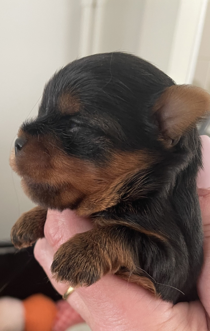 Du Berceau De Michel-Ange - Chiots disponibles - Yorkshire Terrier