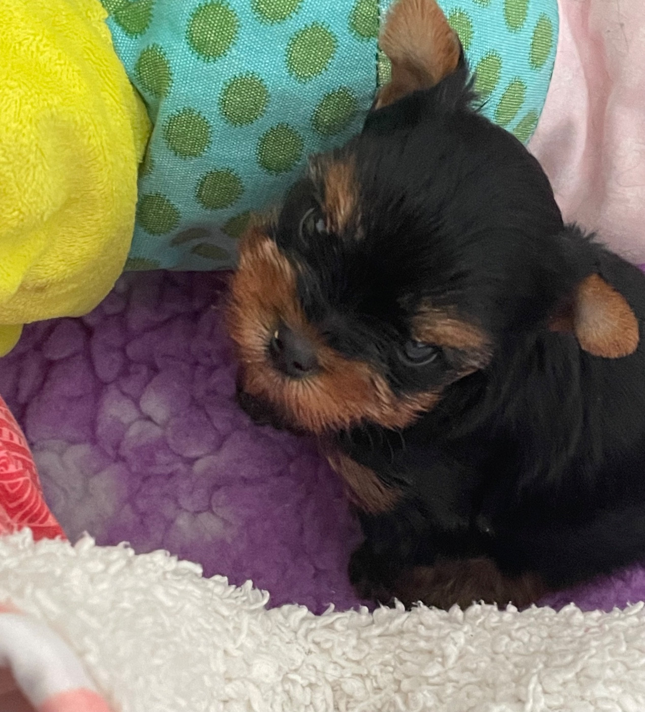 Du Berceau De Michel-Ange - Chiots disponibles - Yorkshire Terrier