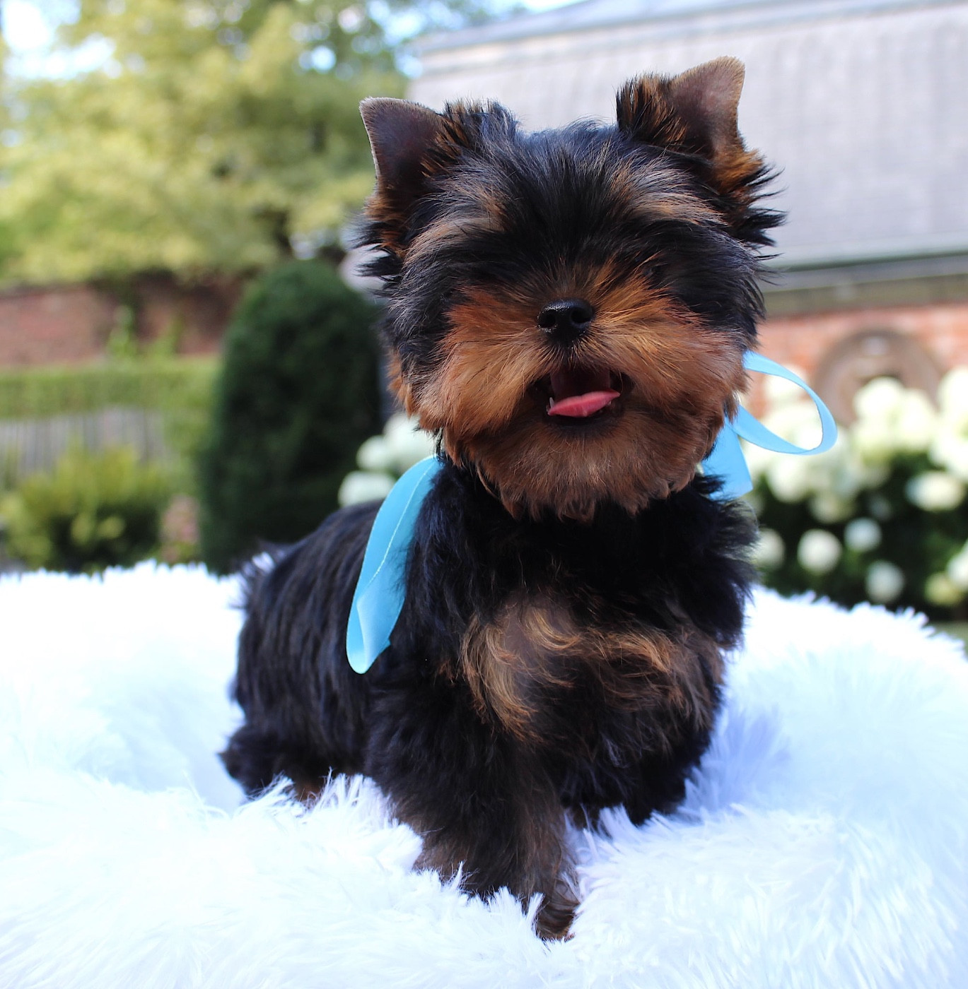 Du Berceau De Michel-Ange - Chiots disponibles - Yorkshire Terrier