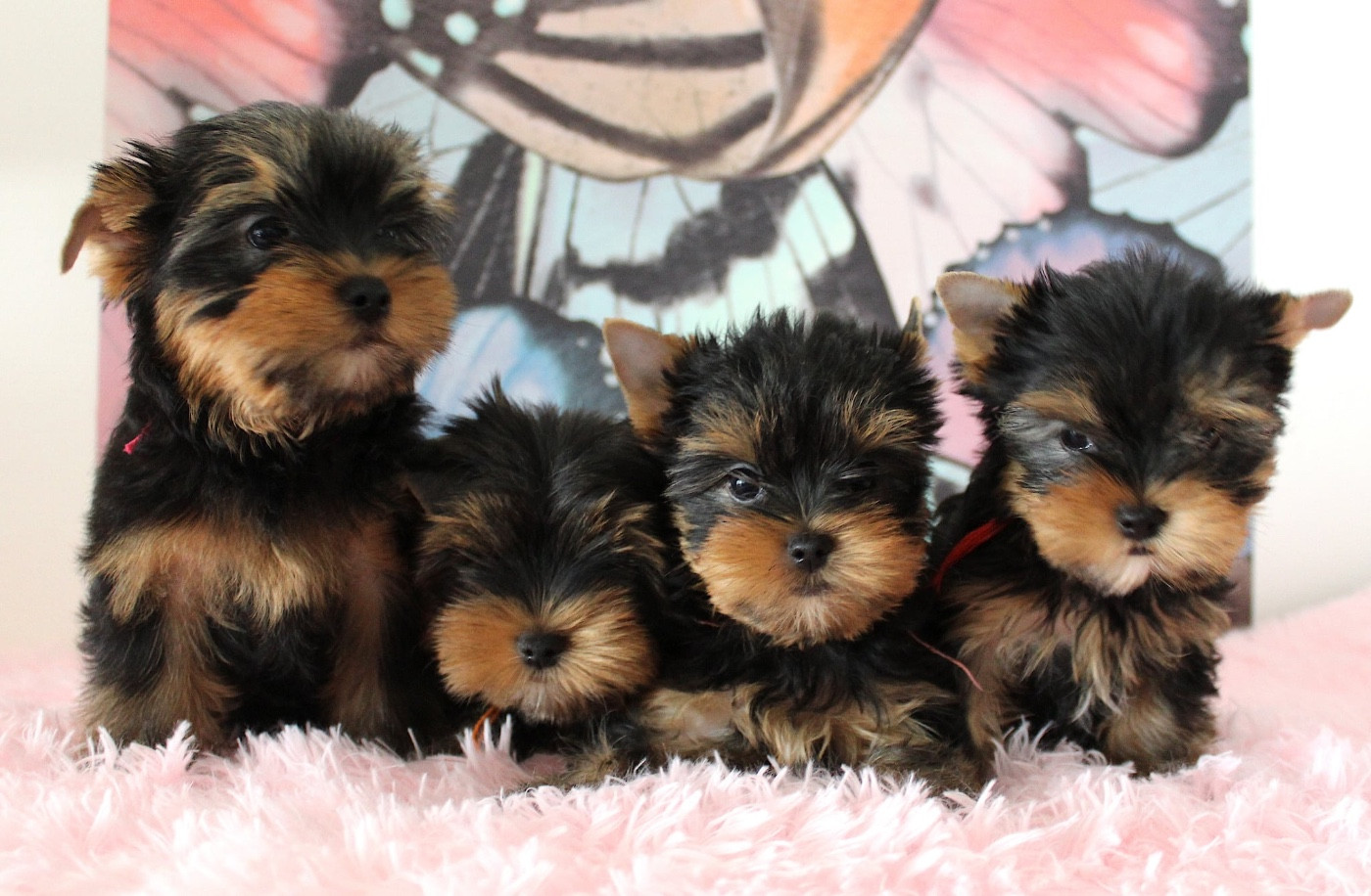 Chiot Yorkshire Terrier Du Berceau De Michel-Ange