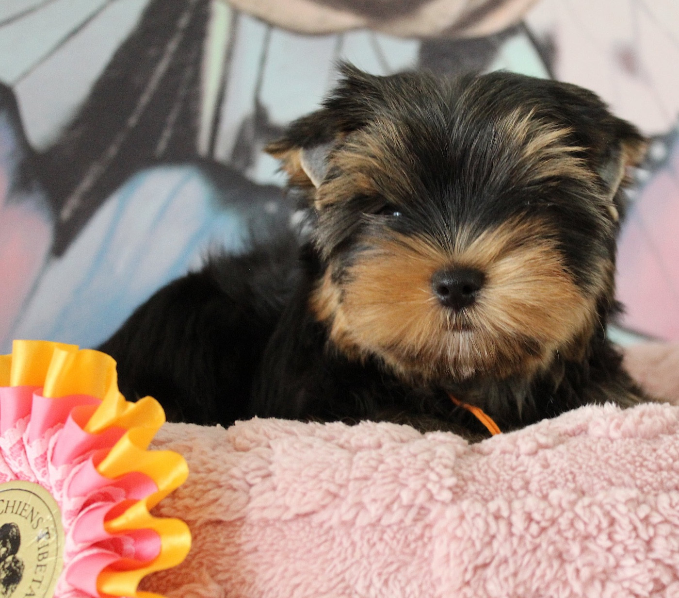 Du Berceau De Michel-Ange - Chiots disponibles - Yorkshire Terrier