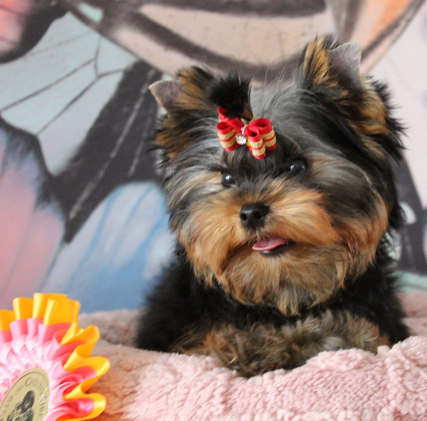 Du Berceau De Michel-Ange - Chiots disponibles - Yorkshire Terrier