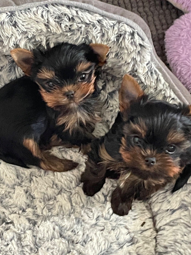 Du Berceau De Michel-Ange - Yorkshire Terrier - Portée née le 07/08/2025