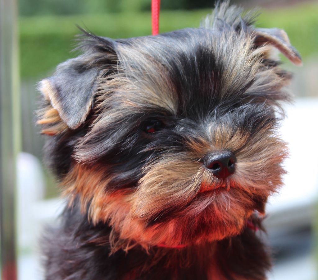 Du Berceau De Michel-Ange - Chiots disponibles - Yorkshire Terrier