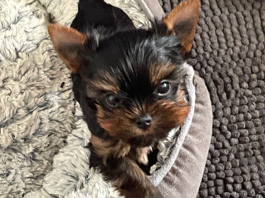 Du Berceau De Michel-Ange - Chiots disponibles - Yorkshire Terrier