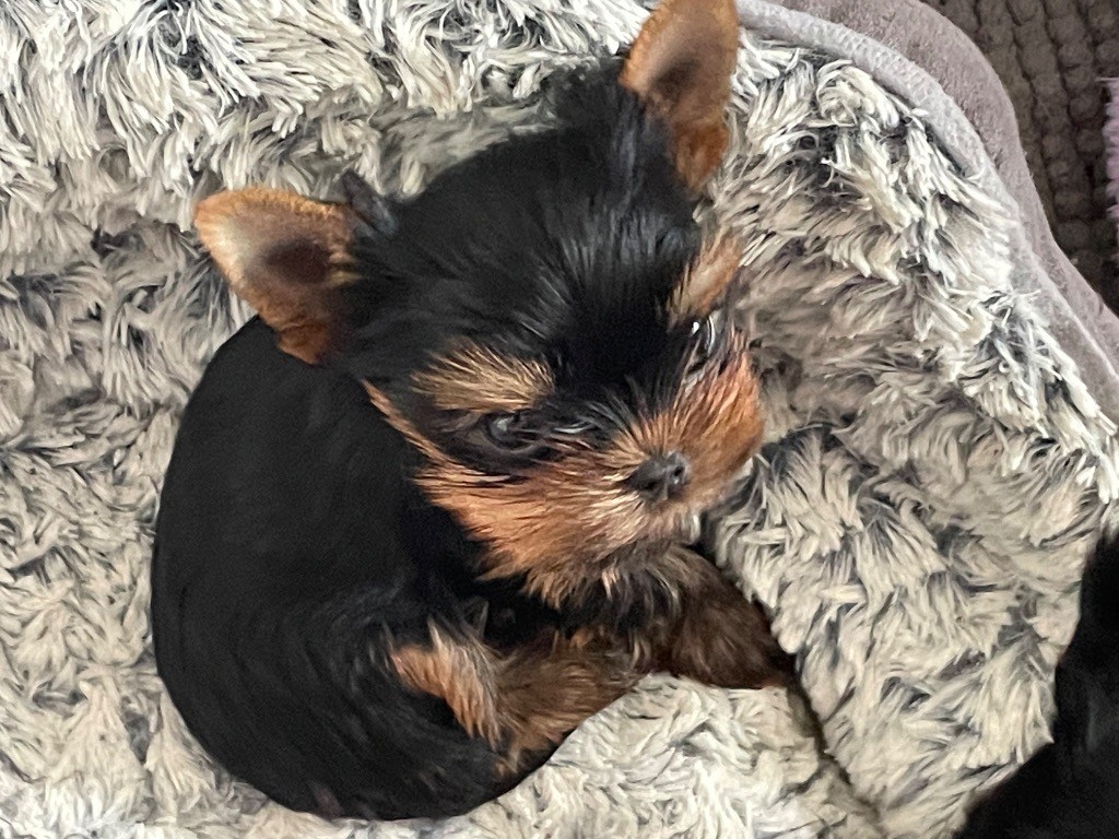 Du Berceau De Michel-Ange - Chiots disponibles - Yorkshire Terrier