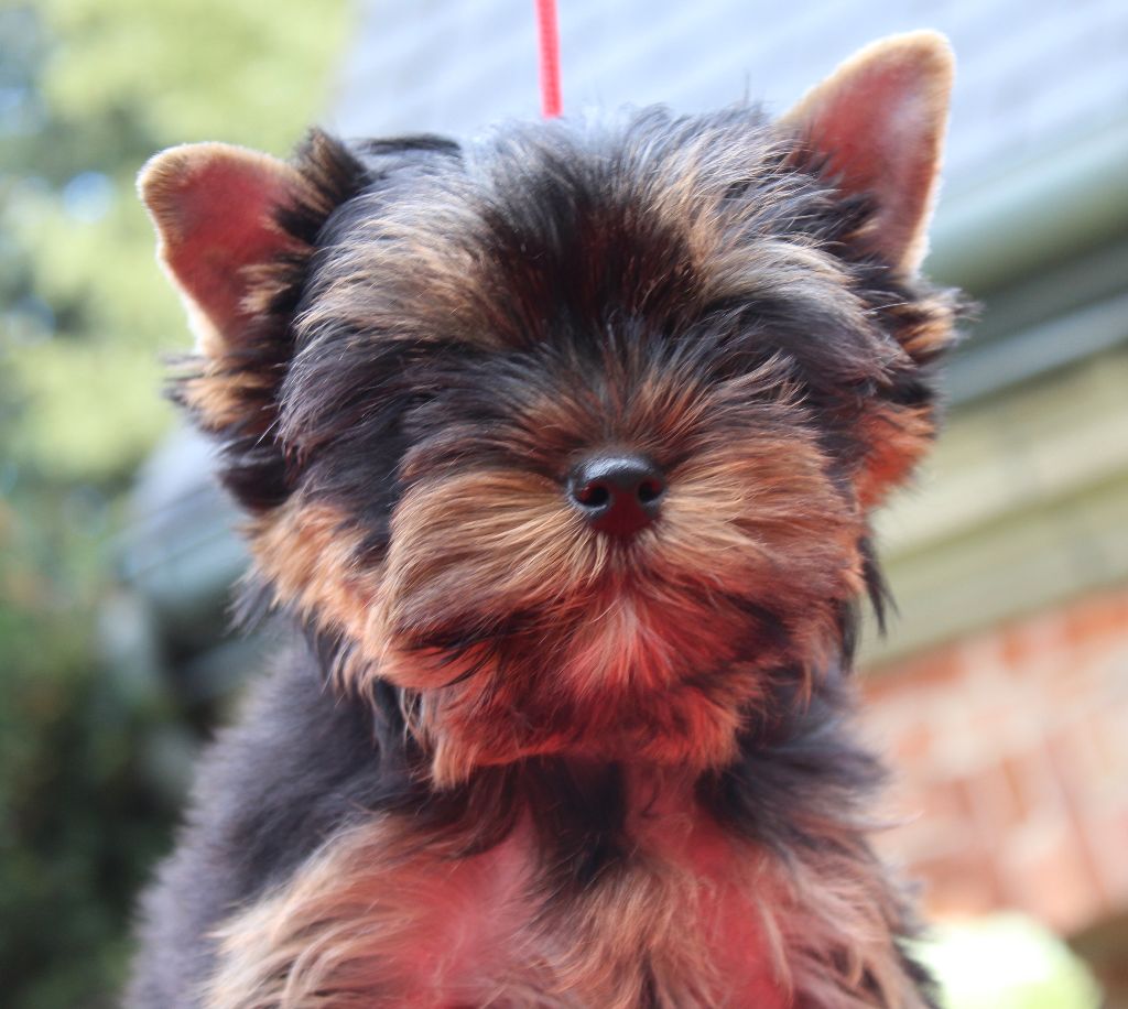 Du Berceau De Michel-Ange - Chiots disponibles - Yorkshire Terrier