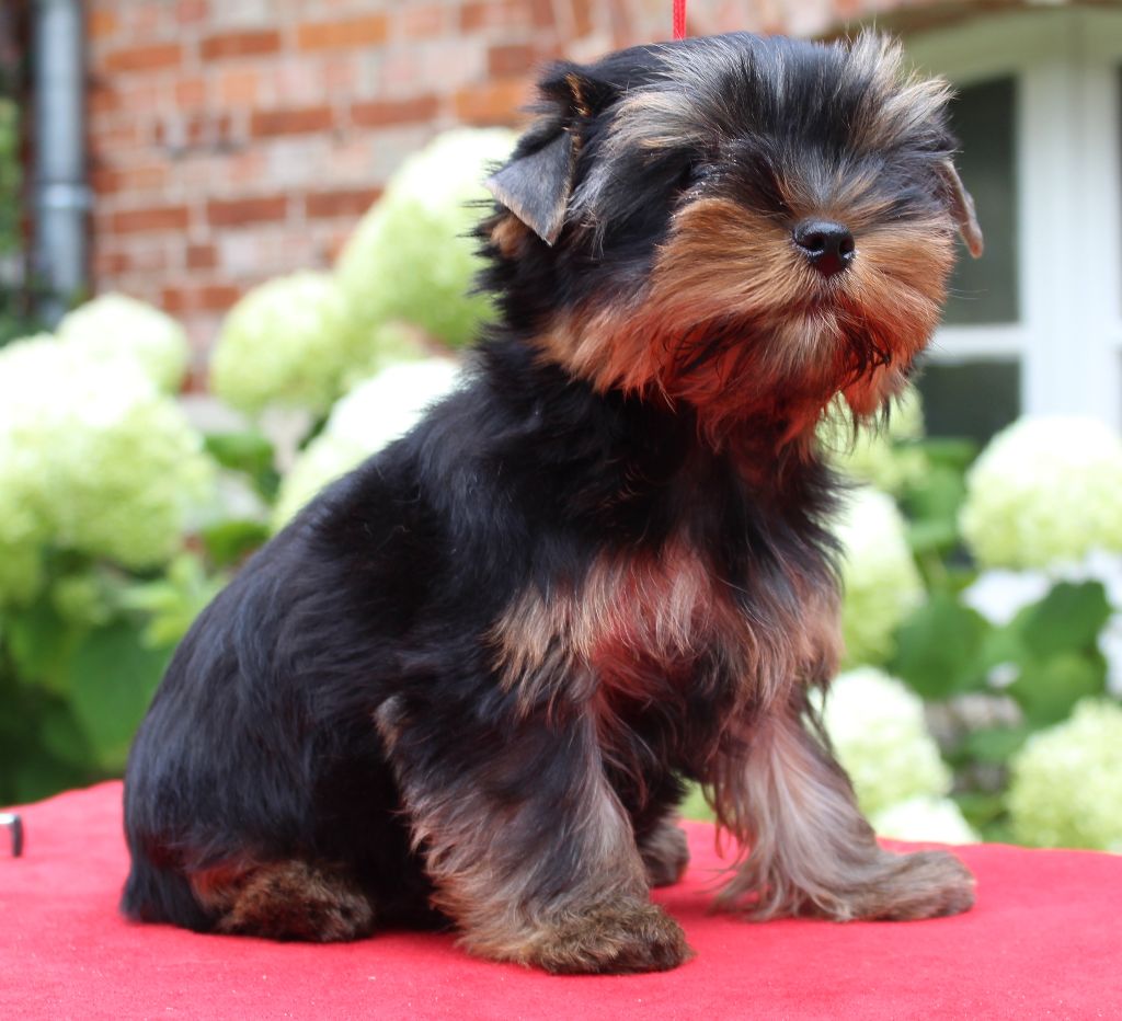 Du Berceau De Michel-Ange - Yorkshire Terrier - Portée née le 20/04/2025